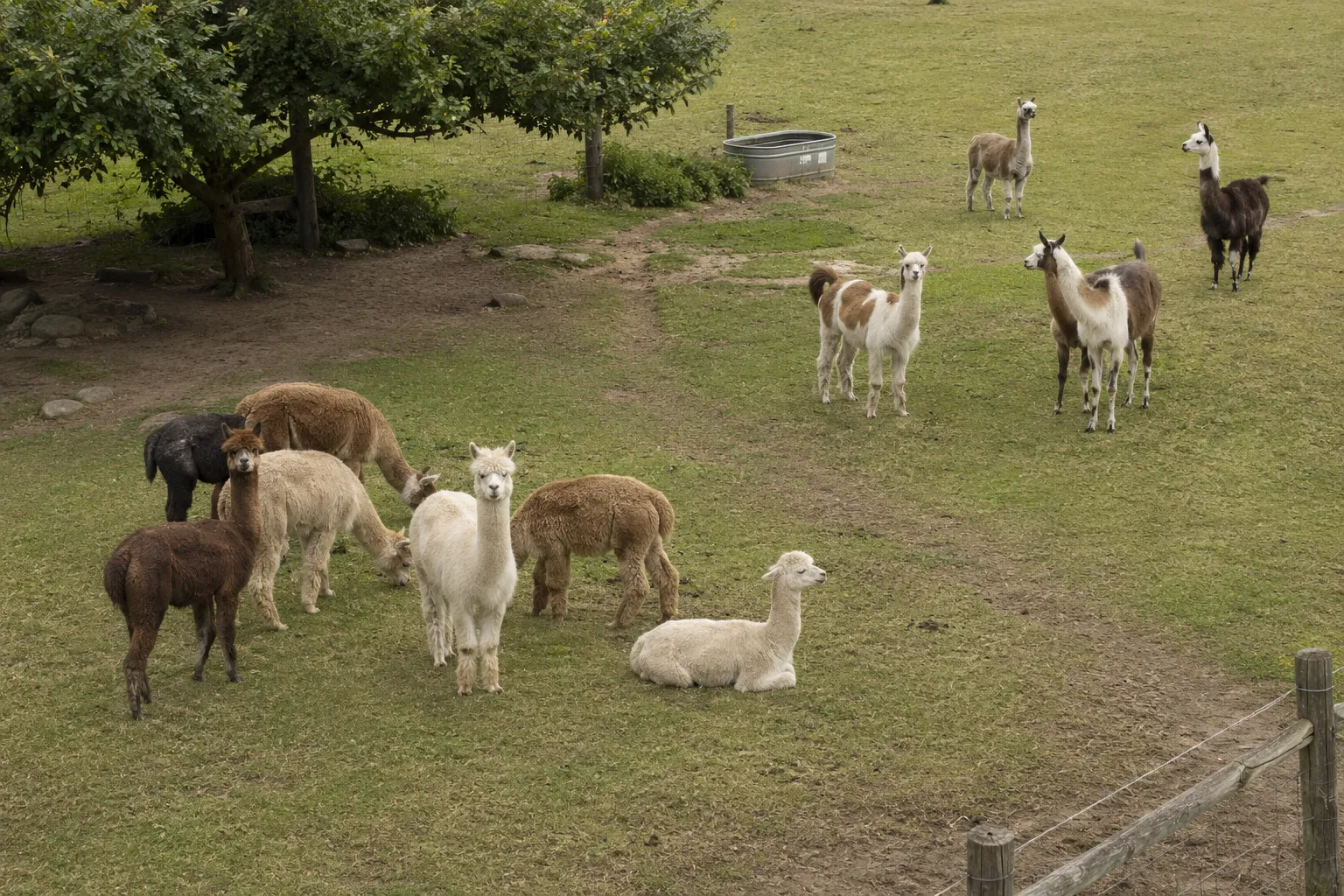 Elevated pasture view showing alpacas in a closer cluster and llamas using somewhat wider social spacing