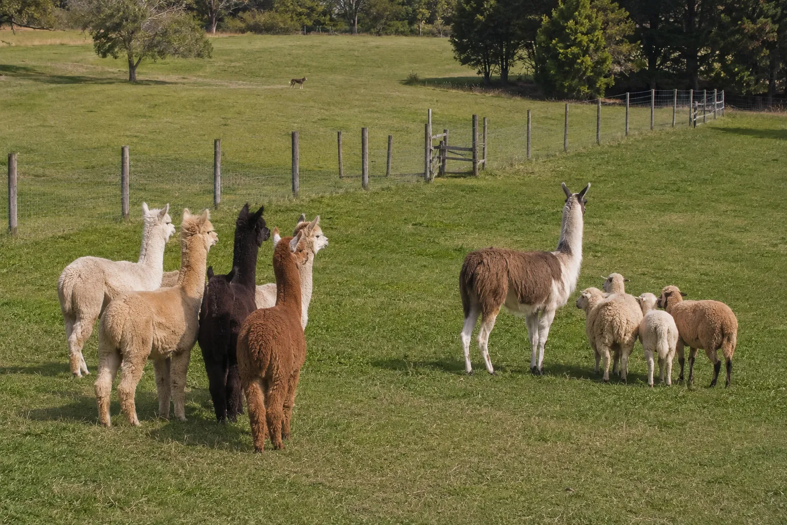 Comparison of alpaca and llama responses to a possible predator