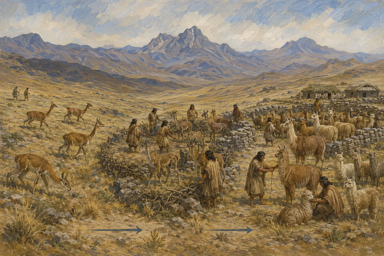 Educational reconstruction showing alpacas and llamas developing different managed roles over generations
