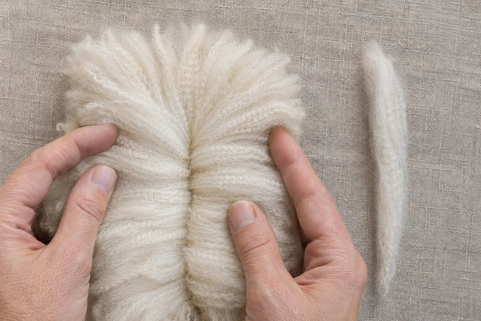 Hands opening clean Huacaya fleece to show organized staples and repeating crimp