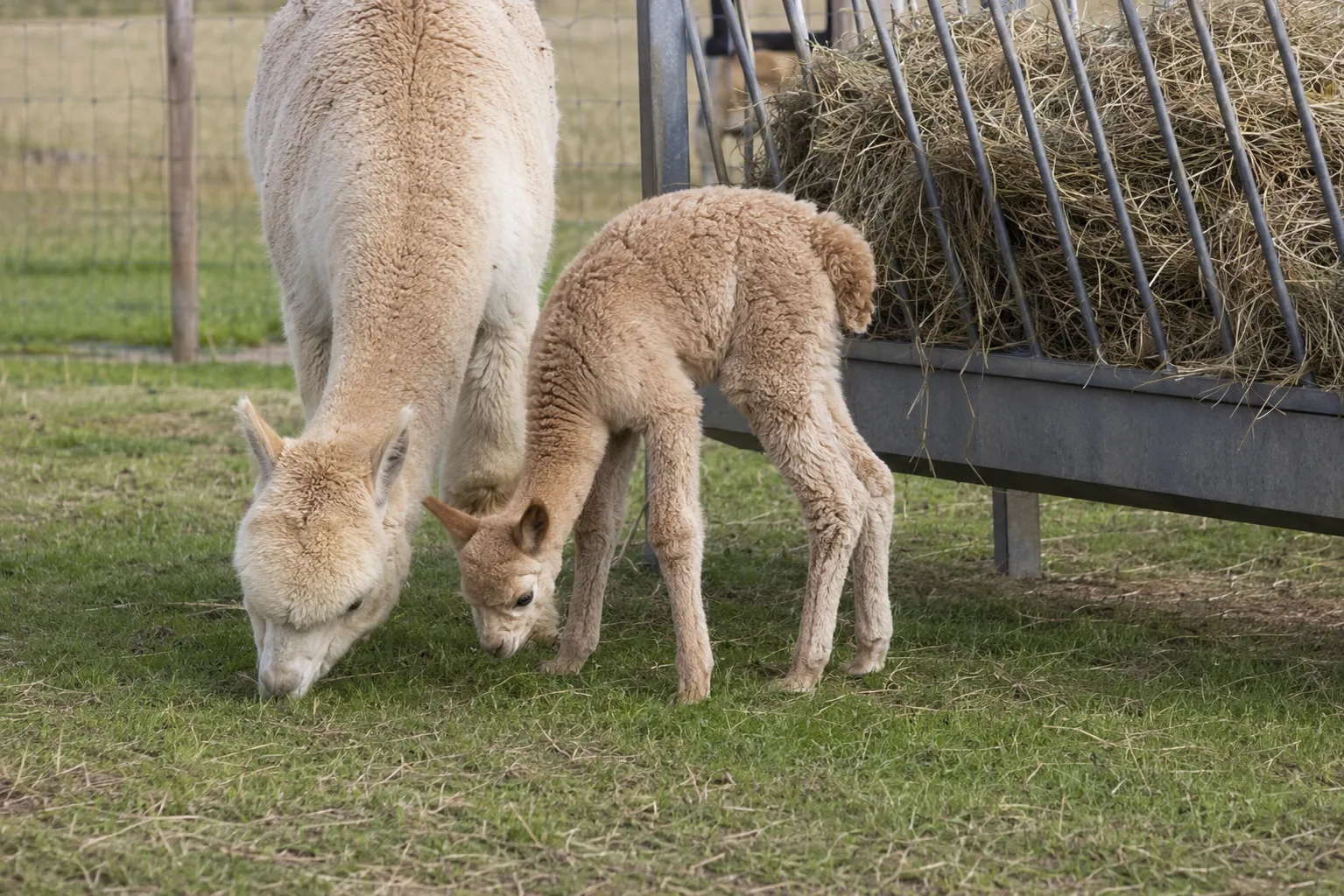 A young alpaca cria learning to graze near adult alpacas