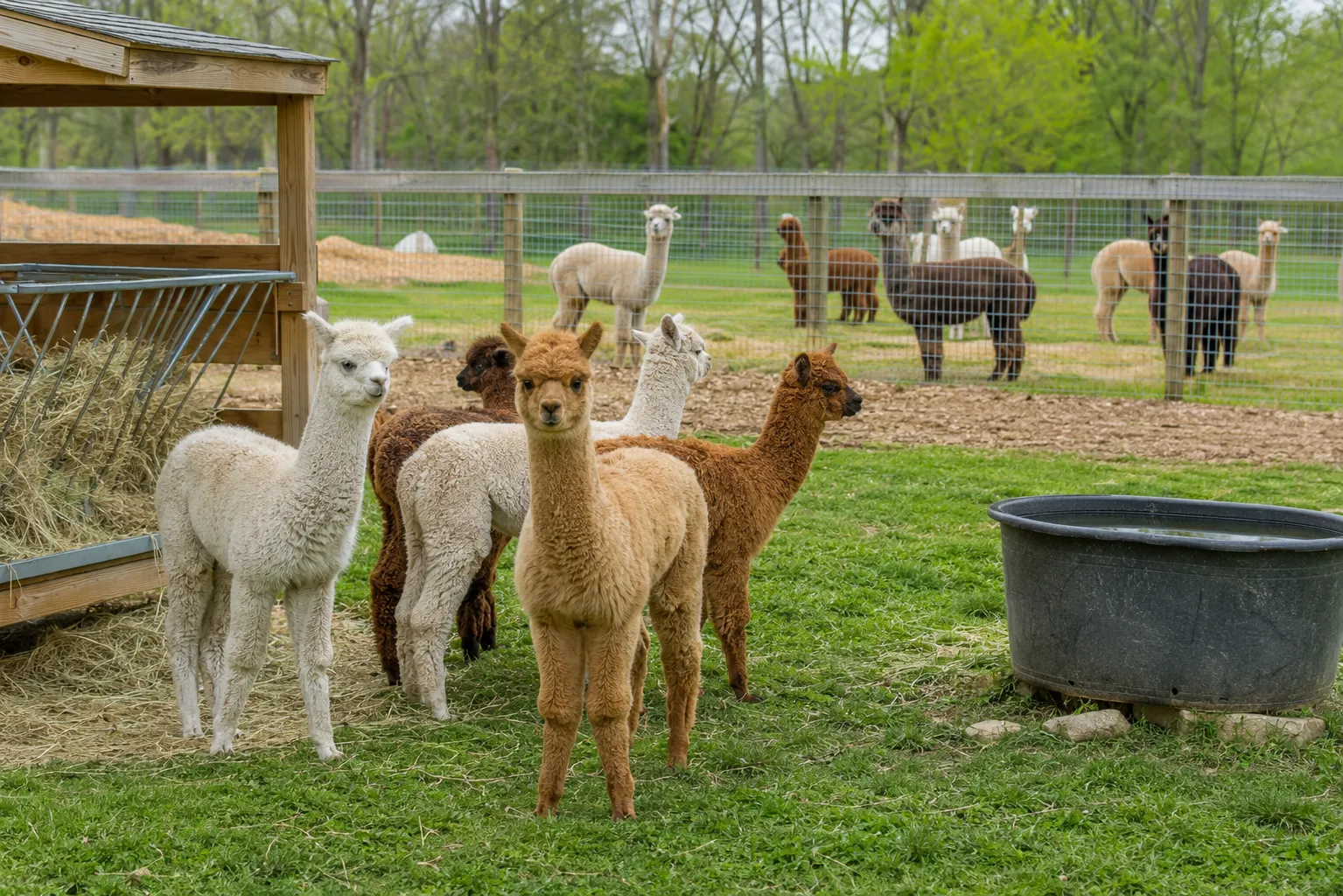 Older crias standing together in a nearby paddock while adult alpacas are visible beyond a fence