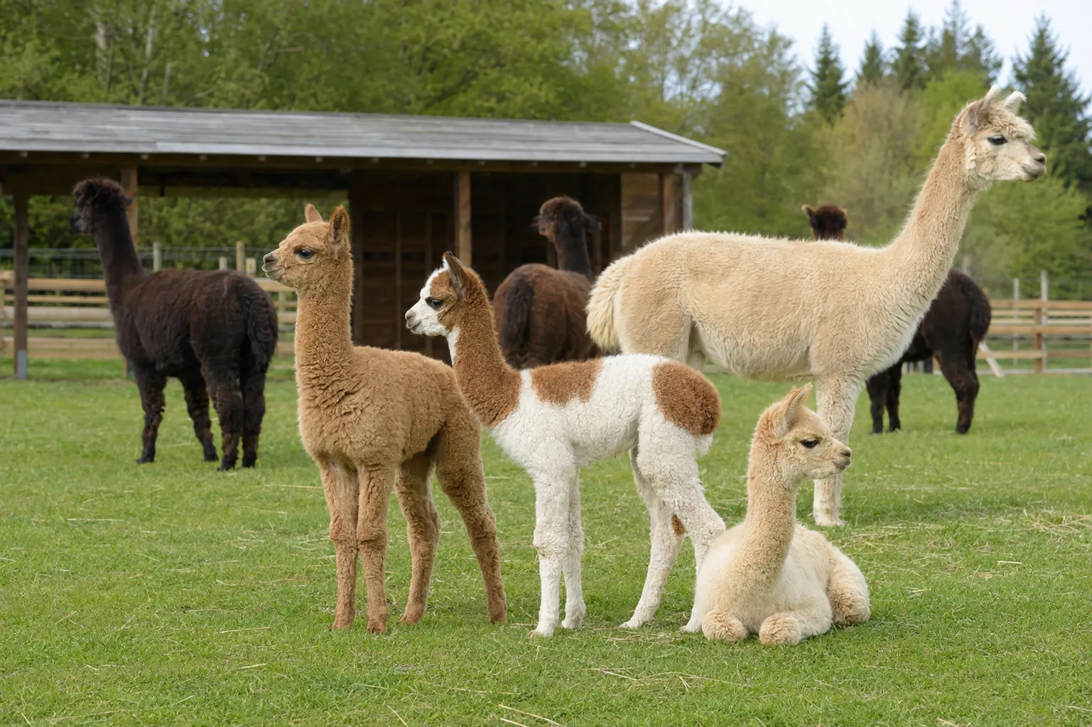 Young alpaca crias spending time together in their herd