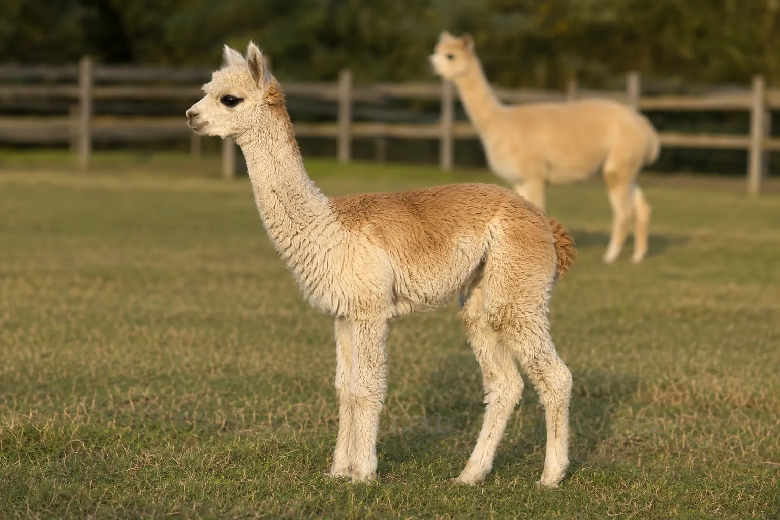A healthy young alpaca shown in profile with developing fleece
